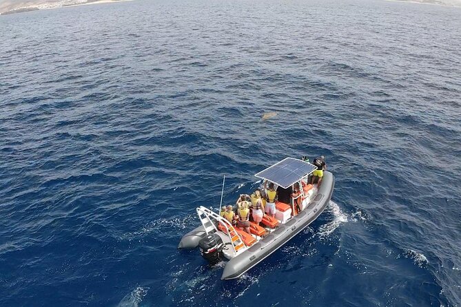 1.5-Hour Dolphin and Whale Watching Tour - Safety Gear Provided