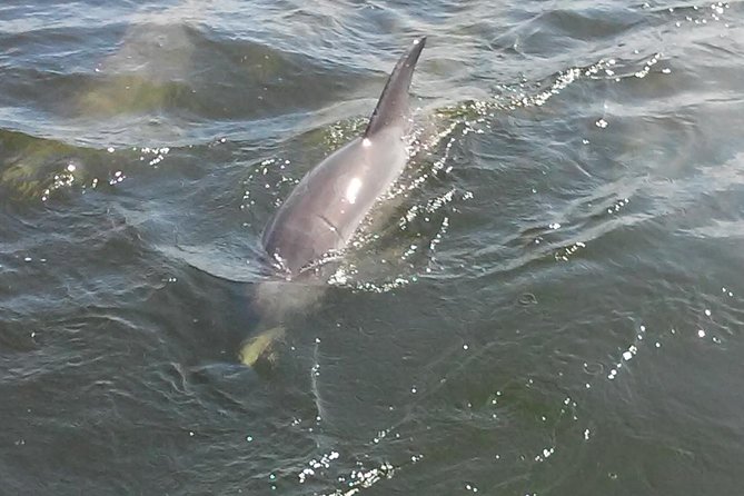 1.5-Hour Dolphin Sightseeing Cruise From Tampa - Additional Information