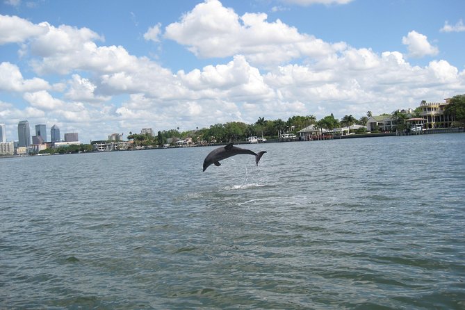 1.5-Hour Dolphin Sightseeing Cruise From Tampa - Wildlife Viewing Opportunities