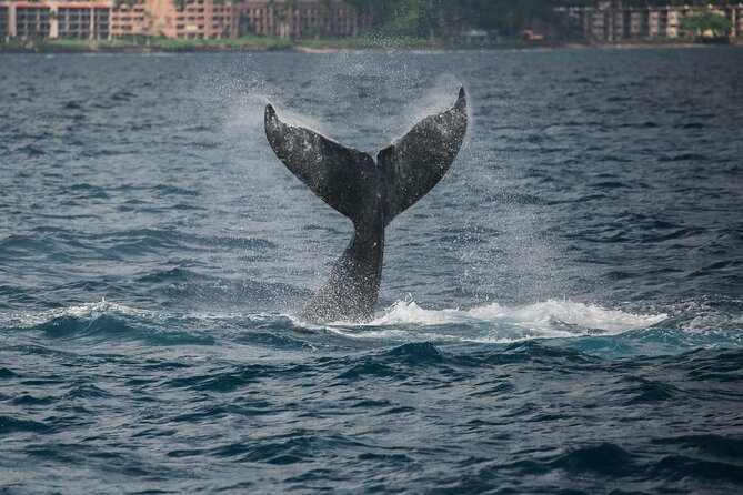 1.5-Hour Koa Kai Adventure Whale Watch - Meeting and Departure Details