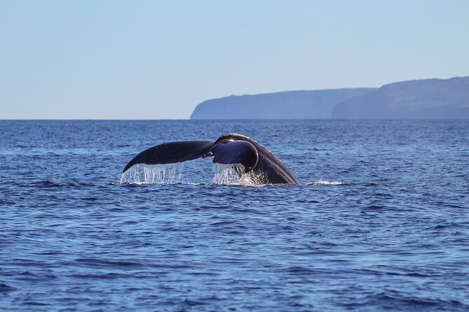 1.5-Hour Koa Kai Adventure Whale Watch - Booking Information and Reviews