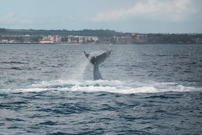 1.5-Hour Koa Kai Adventure Whale Watch - Whale Watching Experience Highlights