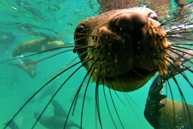 1.5-Hour Seal Viewing Boat Tour in Plettenberg Bay - Tour Experience