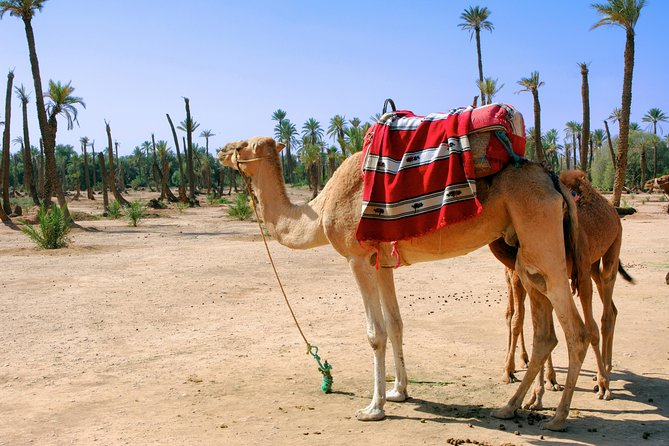 1.5-Hour Small-Group Camel Ride Excursion to Palm Grove From Marrakech - Experiencing the Camel Ride