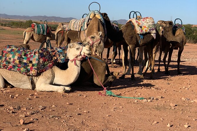 1.5-Hour Small-Group Camel Ride Excursion to Palm Grove From Marrakech - Discovering the Palm Grove