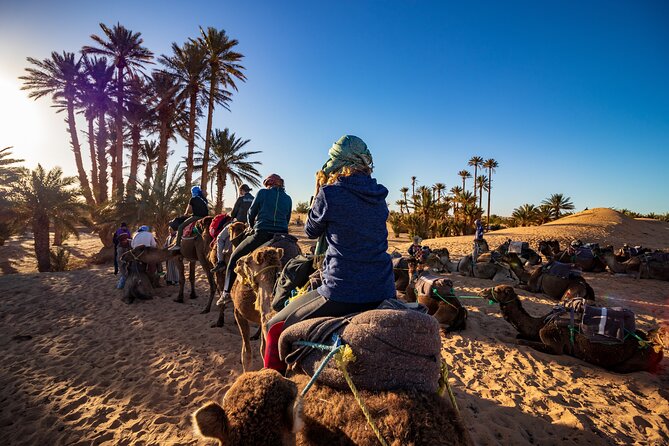 1.5-Hour Small-Group Camel Ride Excursion to Palm Grove From Marrakech - Logistics and Pickup Information