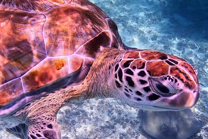 1.5 Hours Snorkeling at Tulums Paradise Reef - Marine Life Encounters