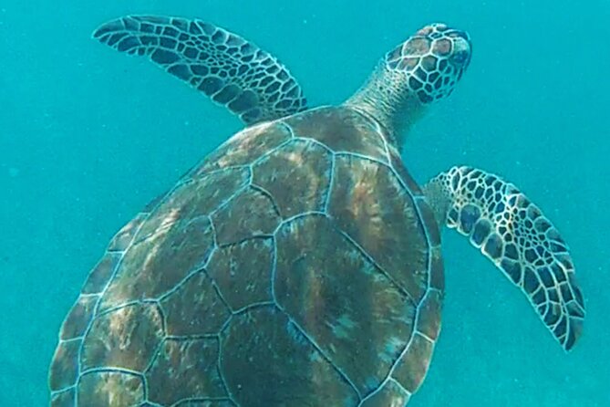 1.5 Hours Snorkeling at Tulums Paradise Reef - Meeting Point and Logistics