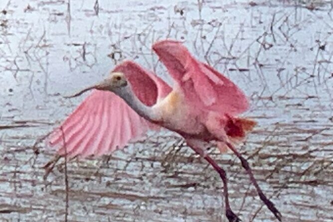 1.5 Hr Guided Private Everglades Airboat Tour, Fort Lauderdale - An In-Depth Look at the 1.5-Hour Private Airboat Experience