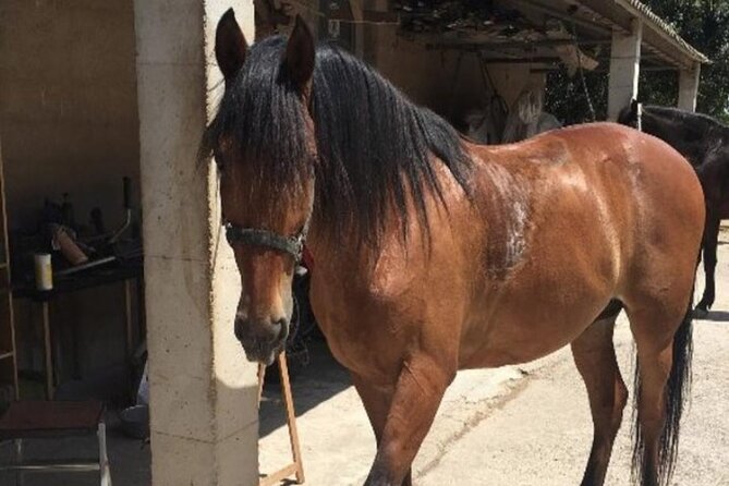 1.5 Hr Horseback Riding Montevideo, Uruguay, With Transportation - Feedback From Previous Riders