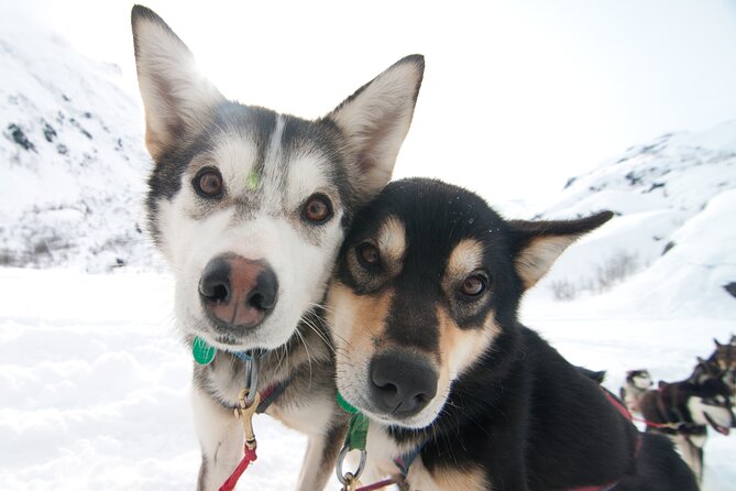 1.5 Hr - Winter Dog Sledding in Knik, Alaska - Key Points