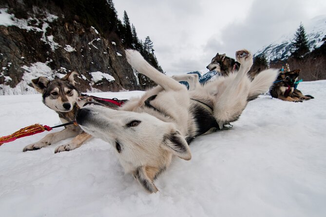 1.5 Hr - Winter Dog Sledding in Knik, Alaska - End Point