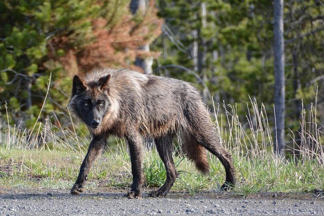 #1 All-Inclusive Private Minibus Tours of Yellowstone up to 25px - Picnic Lunch at Firehole River