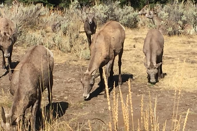 #1 All-Inclusive Private Minibus Tours of Yellowstone up to 25px - Photography and Scenery Stops
