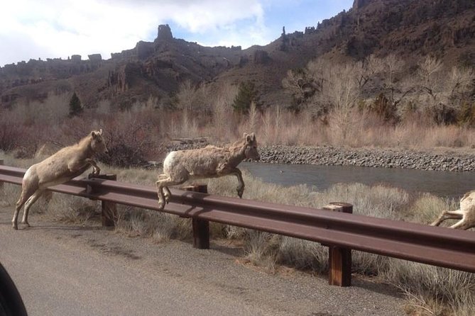 #1 All-Inclusive Private Minibus Tours of Yellowstone up to 25px - Pickup Details