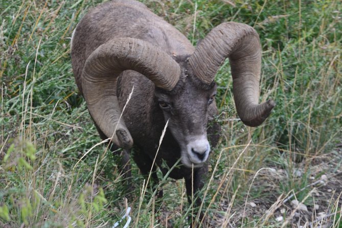 #1 All-Inclusive Private Minibus Tours of Yellowstone up to 25px - Additional Information