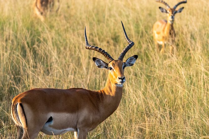 1 Day Akagera National Park Safari - Key Points