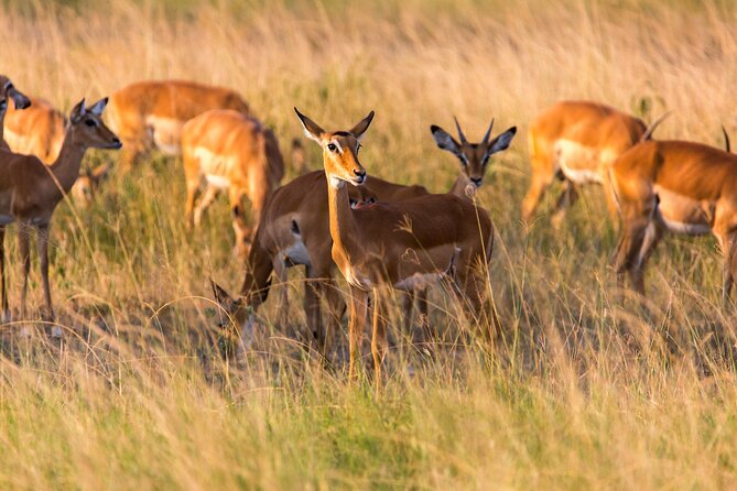 1 Day Akagera National Park Safari - Exclusions