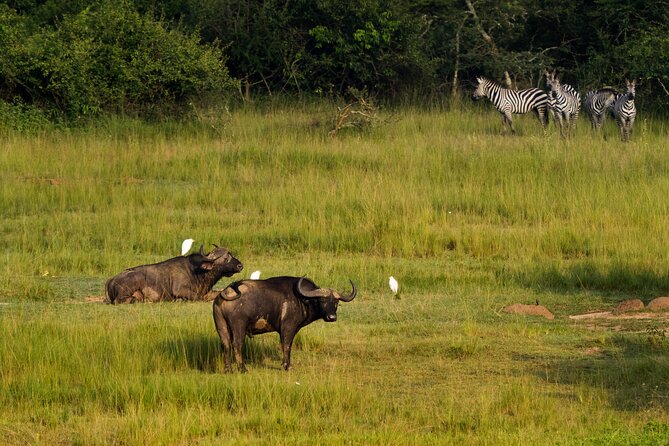 1 Day Akagera National Park Safari - Pickup Information