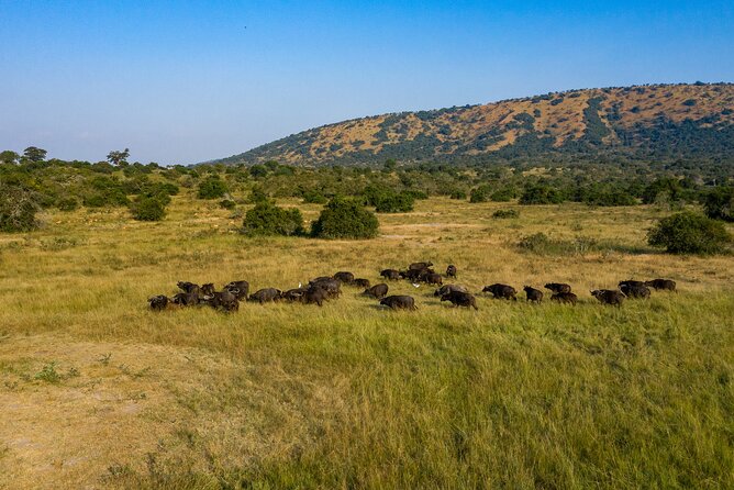 1 Day Akagera National Park Safari - Confirmation and Accessibility
