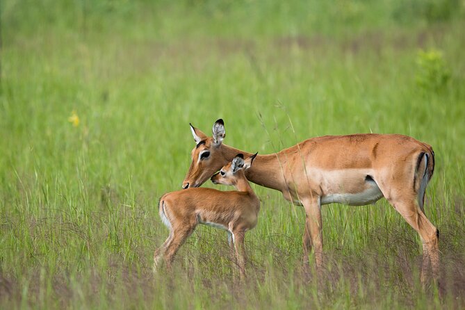 1 Day Akagera National Park Safari - Private Tour and Cancellation