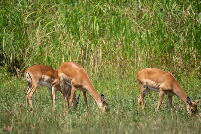 1 Day Akagera National Park Safari - Price and Payment Options