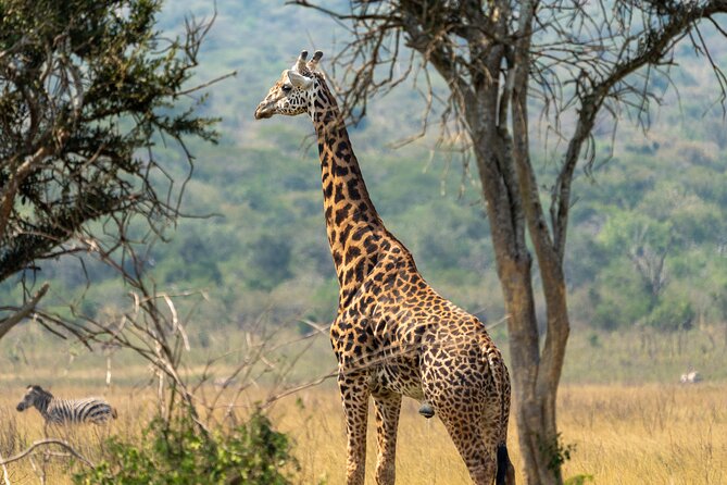 1 Day Akagera National Park Safari - Akagera National Park Safari