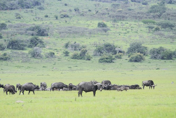 1 Day Akagera Wildlife Safari ( 2 Pax Min) - Group Size and Accessibility