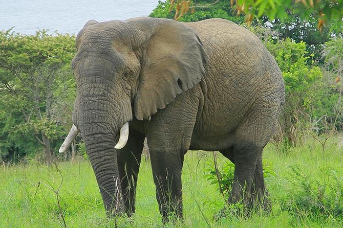 1 Day Akagera Wildlife Safaris Rwanda (2 Pax Min) - Inclusions