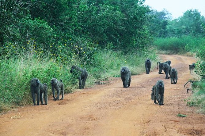 1 Day Akagera Wildlife Safaris Rwanda (2 Pax Min) - Pickup Information