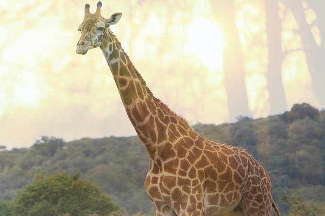 1 Day Akagera Wildlife Safaris Rwanda (2 Pax Min) - Explore Akagera National Park