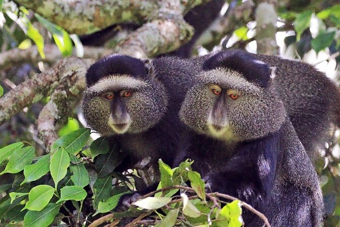 1 Day: Arusha National Park - Safari Experience and Highlights