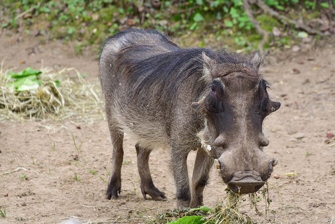 1 Day: Arusha National Park - Activity Accessibility and Requirements