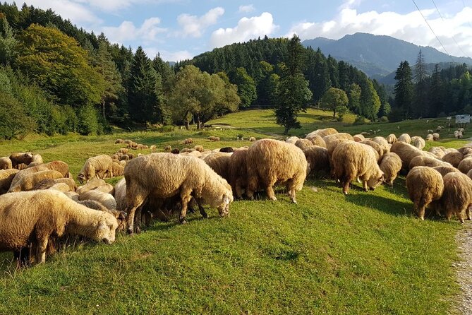 1-Day Bucovina Painted Monasteries Tour From Suceava - English - Transportation and Pickup