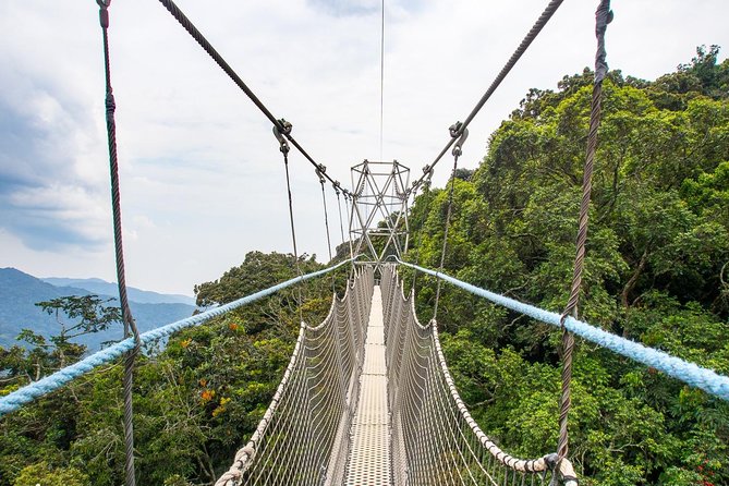 1 Day Canopy Walk Adventure in Nyungwe Forest National Park - Physical Fitness Requirements