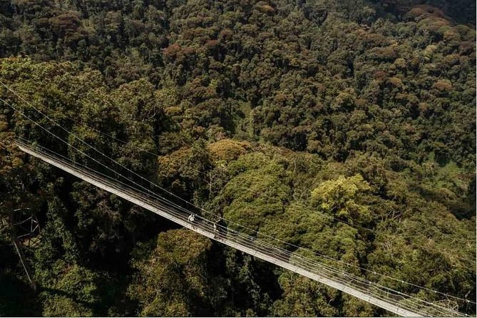 1 Day Canopy Walk Adventure in Nyungwe Forest National Park - Exploring the Diverse Ecosystem