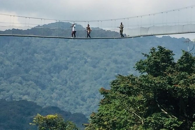 1 Day Canopy Walk Way in Nyungwe Natioinal Park - Location and Features