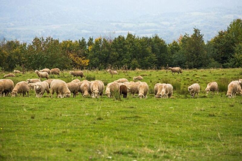 1 Day Castles Tour - Sinaia and Bran - Key Attractions