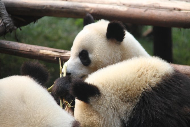 1-Day Chengdu Layover Tour: Panda Base, City Central With Round Airport Transfer - Tour Overview
