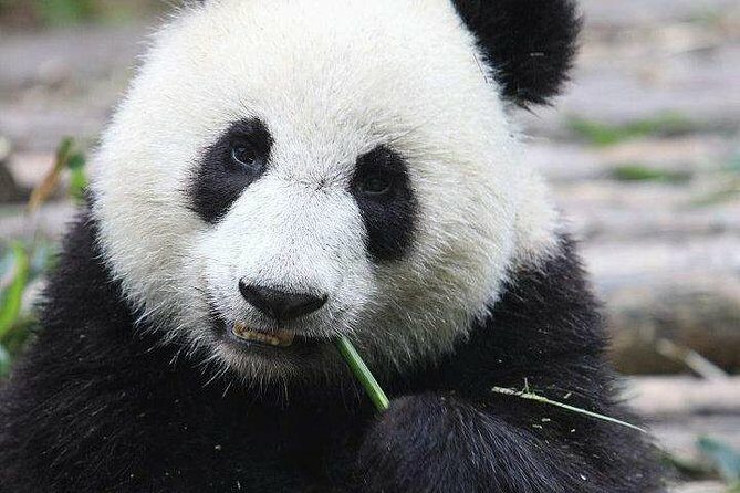 1-Day Chengdu Panda Base and Leshan Giant Buddha GROUP Tour - Final Thoughts: Who Is This Tour Best For?