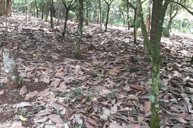 1 Day Cocoa Farm Tour - Key Points