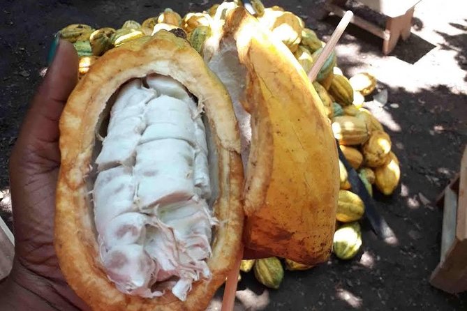 1 Day Cocoa Farm Tour - Tour Highlights