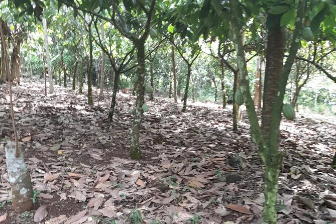 1 Day Cocoa Farm Tour - Meeting and Pickup