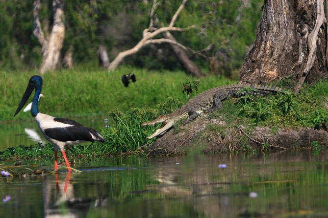 1 Day Corroboree Billabong Wetland Experience Including 2.5 Hour Cruise + Lunch - Crocodile Spotting Opportunities