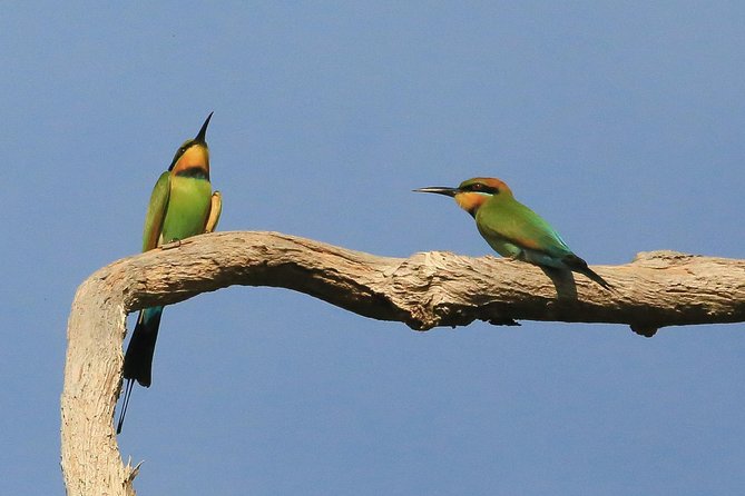 1 Day Corroboree Billabong Wetland Experience Including 2.5 Hour Cruise + Lunch - Stop at Window on the Wetlands