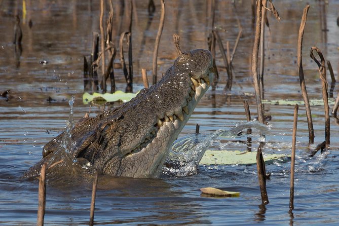 1 Day Corroboree Billabong Wetland Experience Including 2.5 Hour Cruise + Lunch - Informative Guide Commentary