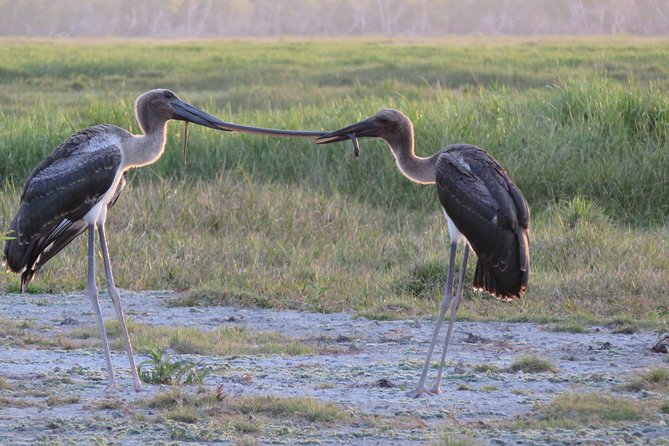 1 Day Corroboree Billabong Wetland Experience Including 2.5 Hour Cruise + Lunch - Scenic Boat Tour