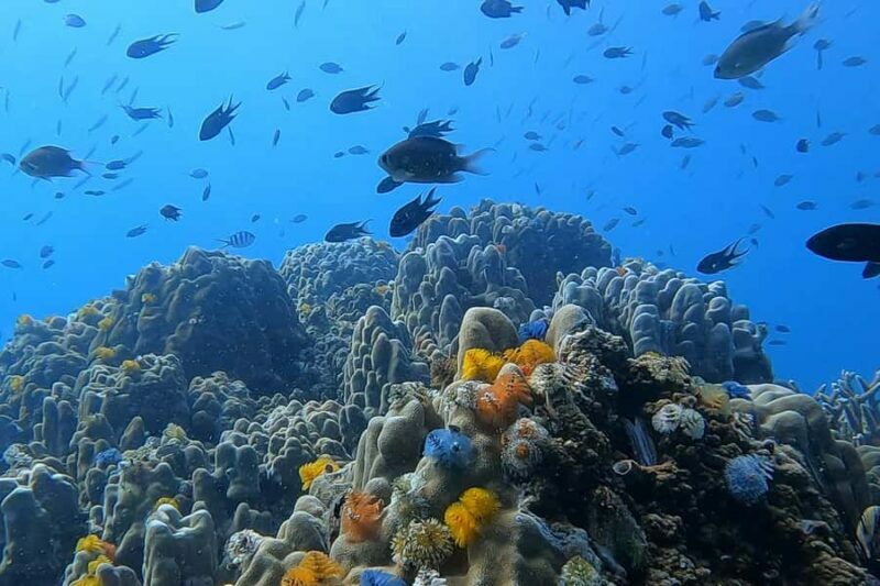 1-Day Discover Scuba Diving for Beginners in Koh Tao - Introduction: An Accessible Underwater Adventure
