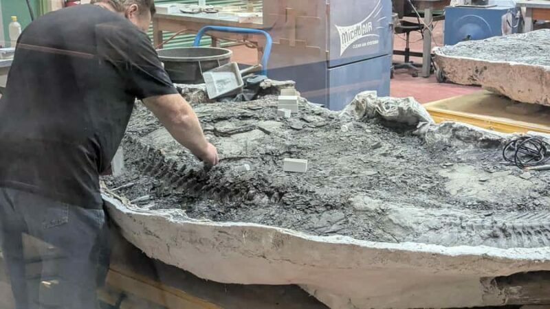 1 Day Drumheller Tour: Calgary to Hoodoos Dinosaurs Badlands - Final Word