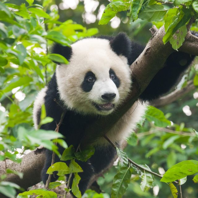 1-day Dujiangyan Panda Volunteer Tour - Key Points